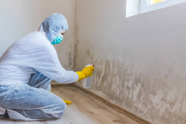 Mold Removal Process in Lake Village, AR