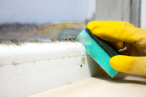 Best Local Mold Removal Service  in Lake Village, AR