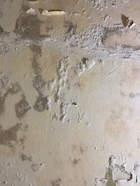 Best Certified Mold Removal  in Lake Village, AR